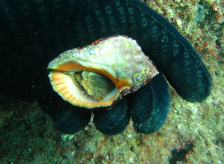 Da Portofino: Stramonita haemastoma